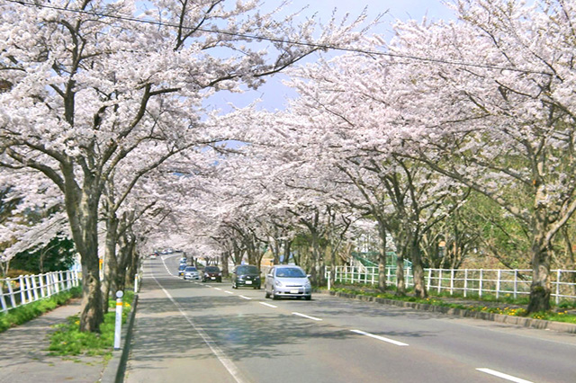 来さまい大畑桜ロード（例年4月下旬から見頃。国道279号沿い、全長約7.8km）